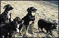 Dörnberg mit vier Hunden