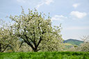 Witzenhausen, Kirschblüte, Gelster und mehr
