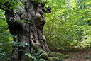 Habichtswald