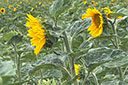 Sonnenblumenfelder