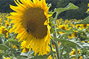 Sonnenblumenfelder