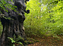 Habichtswald