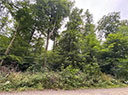 Lindenrondell