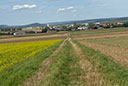 Lindenrondell