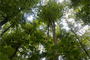 Hainich