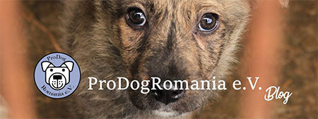 Pro Dog Romania e.V.