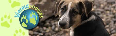 Wereldpootjes - Hundepfoten für den guten Zweck