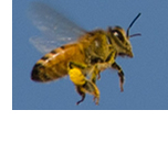 Umweltschutz - Hilfe für Bienen